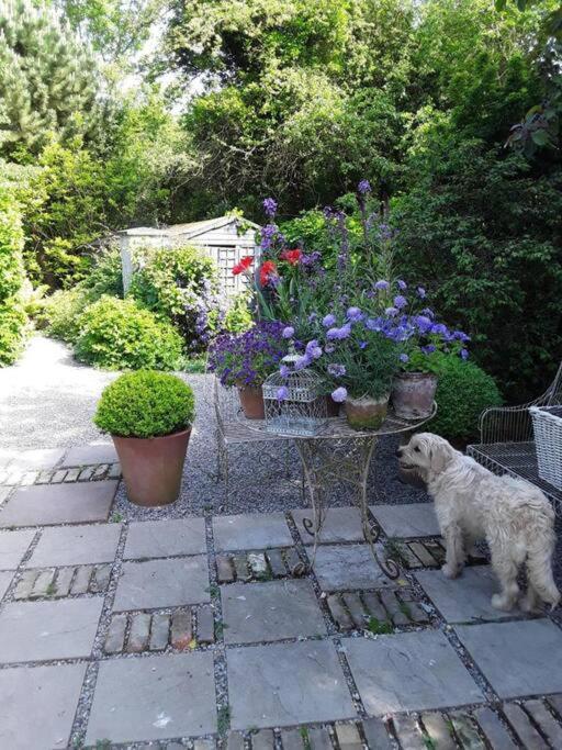 Hotel The Old Goathouse Kildare Esterno foto